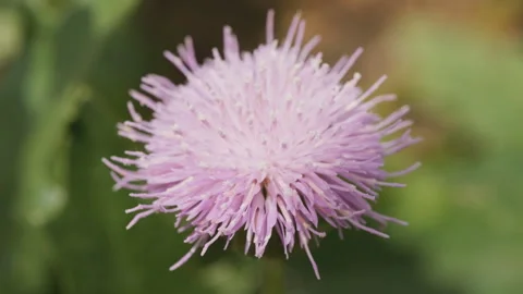 In spring flowers bloom and everything revives Stock Footage 244385612