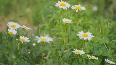 In spring flowers bloom and everything revives Stock Footage 244385632