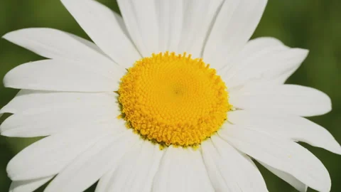 In spring flowers bloom and everything revives Stock Footage 244385675