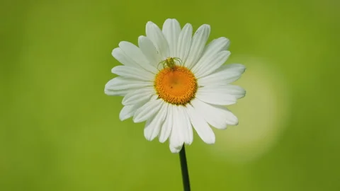 In spring flowers bloom and everything revives Stock Footage 244385764