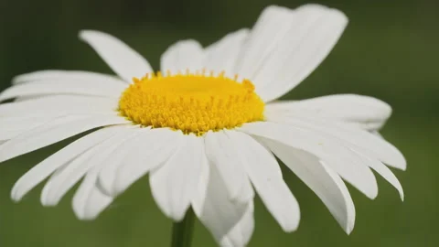 In spring flowers bloom and everything revives Stock Footage 244385766