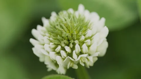 In spring flowers bloom and everything revives Stock Footage 244385774