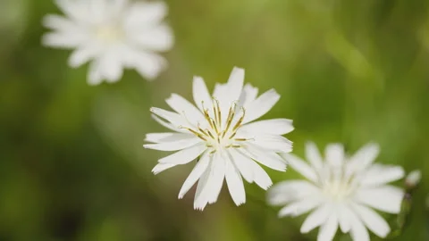 In spring flowers bloom and everything revives Stock Footage 244385844