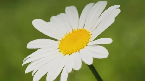 In spring flowers bloom and everything revives Stock Footage 244385853