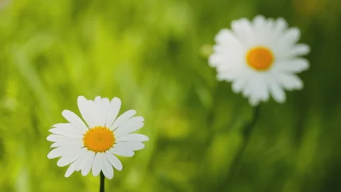 In spring flowers bloom and everything revives Stock Footage 244385922