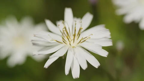 In spring flowers bloom and everything revives Stock Footage 244385999