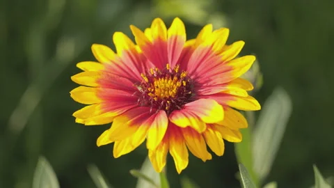 In spring flowers bloom and everything revives Stock Footage 244386061