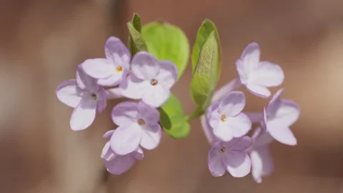 In spring flowers bloom and everything revives Stock Footage 244386071