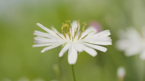 In spring flowers bloom and everything revives Stock Footage 244386082
