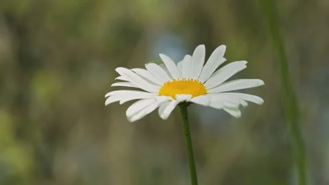 In spring flowers bloom and everything revives Stock Footage 244386118