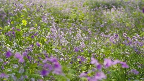 In spring flowers bloom and everything revives Stock-Footage 244386230