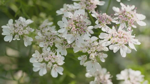 In spring flowers bloom and everything revives Stock Footage 244386238