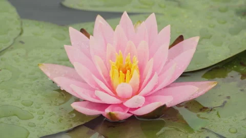 In spring flowers bloom and everything revives Stock Footage 244386305