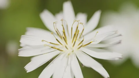 In spring flowers bloom and everything revives Stock Footage 244386323