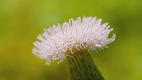 In spring flowers bloom and everything revives Stock Footage 244386412