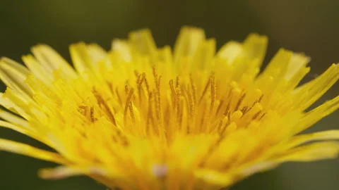 In spring flowers bloom and everything revives Stock Footage 244386417