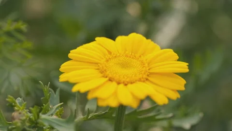 In spring flowers bloom and everything revives Stock Footage 244386437