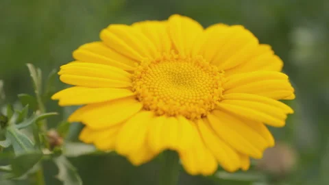 In spring flowers bloom and everything revives Stock Footage 244386459