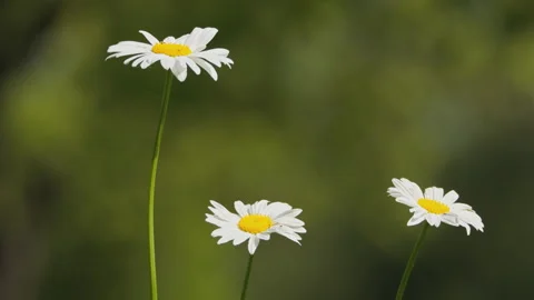 In spring flowers bloom and everything revives Stock Footage 244386472