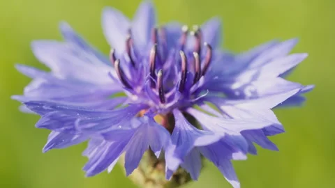 In spring flowers bloom and everything revives Stock Footage 244386521