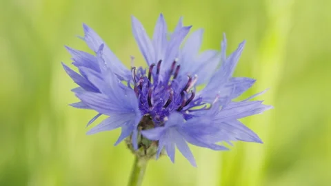 In spring flowers bloom and everything revives Stock Footage 244386540