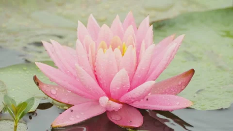 In spring flowers bloom and everything revives Stock Footage 244386565