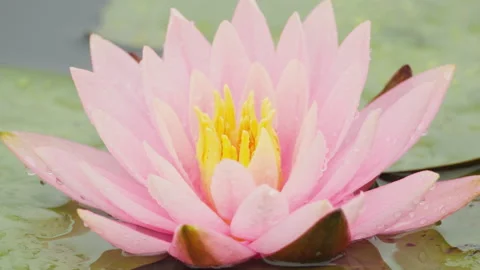 In spring flowers bloom and everything revives Stock Footage 244386573