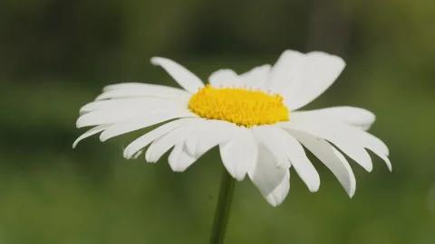 In spring flowers bloom and everything revives Stock Footage 244386622