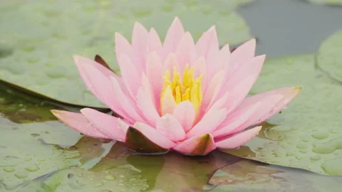 In spring flowers bloom and everything revives Stock Footage 244386689