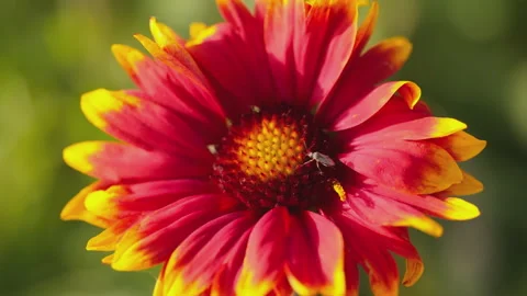 In spring flowers bloom and everything revives Stock Footage 244386729