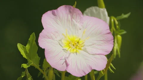 In spring flowers bloom and everything revives Stock Footage 244386774