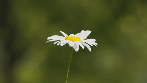 In spring flowers bloom and everything revives Stock Footage 244386865