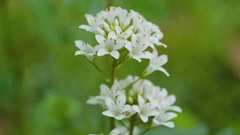 In spring flowers bloom and everything revives Stock Footage 244386902