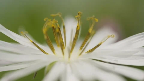 In spring flowers bloom and everything revives Stock Footage 244386928