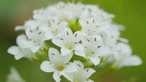 In spring flowers bloom and everything revives Stock Footage 244386929