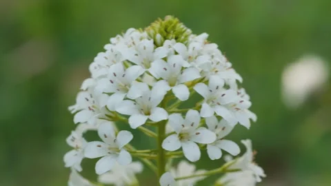 In spring flowers bloom and everything revives Stock Footage 244386941