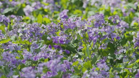 In spring flowers bloom and everything revives Stock Footage 244387011