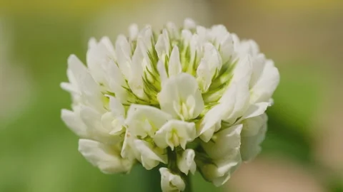 In spring flowers bloom and everything revives Stock-Footage 244413500