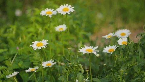 In spring flowers bloom and everything revives Stock-Footage 244413582