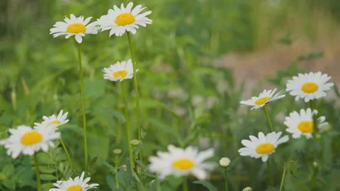 In spring flowers bloom and everything revives Stock-Footage 244413666