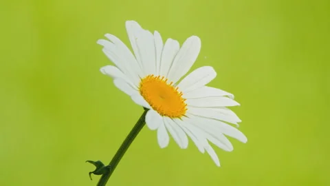 In spring flowers bloom and everything revives Stock-Footage 244413697