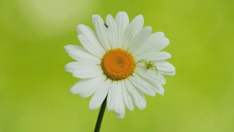 In spring flowers bloom and everything revives Stock-Footage 244413986