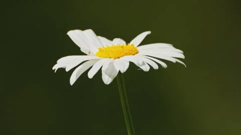 In spring flowers bloom and everything revives Stock-Footage 244414001