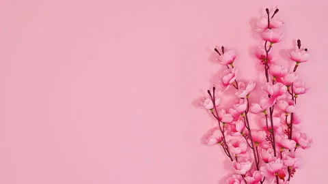 Spring flowers bloom appear on pastel pink background.  Stop motion Stock Footage 229759265