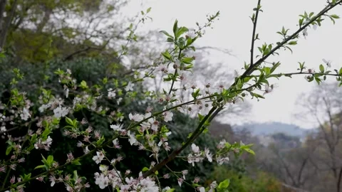 Spring flowers bloom beautifully with white cherry blossoms Stock Footage 304839166