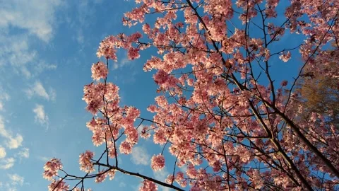 Spring flowers bloom Cherry Blossom Blossoming Cherry Tree In Full Bloom On Blue Stock Footage 233345146