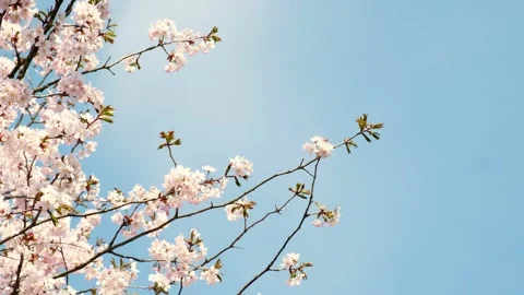 Spring flowers bloom. Cherry Blossom Blossoming Cherry Tree In Full Bloom Stock Footage 270753068