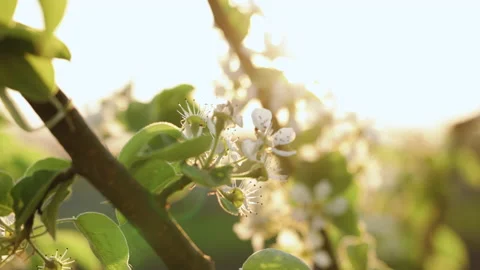 Spring flowers bloom. Close up shot of blossoming flowers against a sunset Stock Footage 194443473