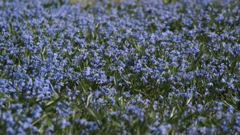 Spring flowers bloom in a field during a sunny day in a park Video stock 333446583