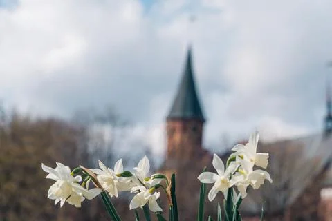 Spring flowers bloom in front of an old church steeple under a cloudy sky i.. Stock Photos